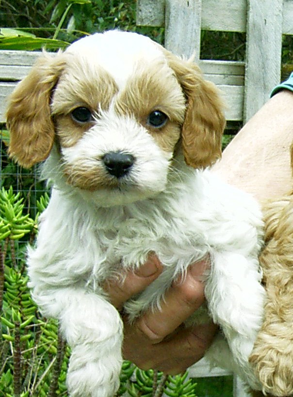 Red & White Cavoodle - Pampered Puppies Gallery - Pampered Puppies.